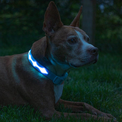 Brightest Light up Dog Collars - the Original LED Dog Collar with 1,000 Feet of Visibility - USB Rechargeable Waterproof Dog Collar Light - Dog Lights for Night Walking - USA Brand Light Blue / X-Small (Pack Of 1)